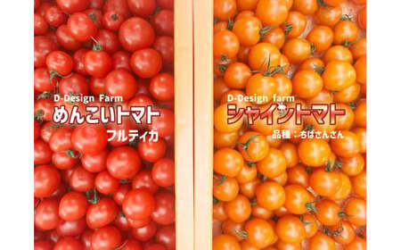 先行予約 【訳あり】 フルーツトマト 約1kg 品種：フルティカ 不揃い 大容量 人気 数量限定 トマト