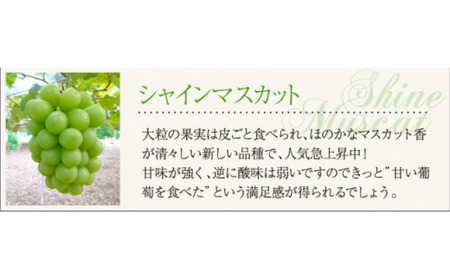 訳あり シャインマスカット 岡山県産訳ありシャインマスカット約1.8kg  【nisfarm014-02】