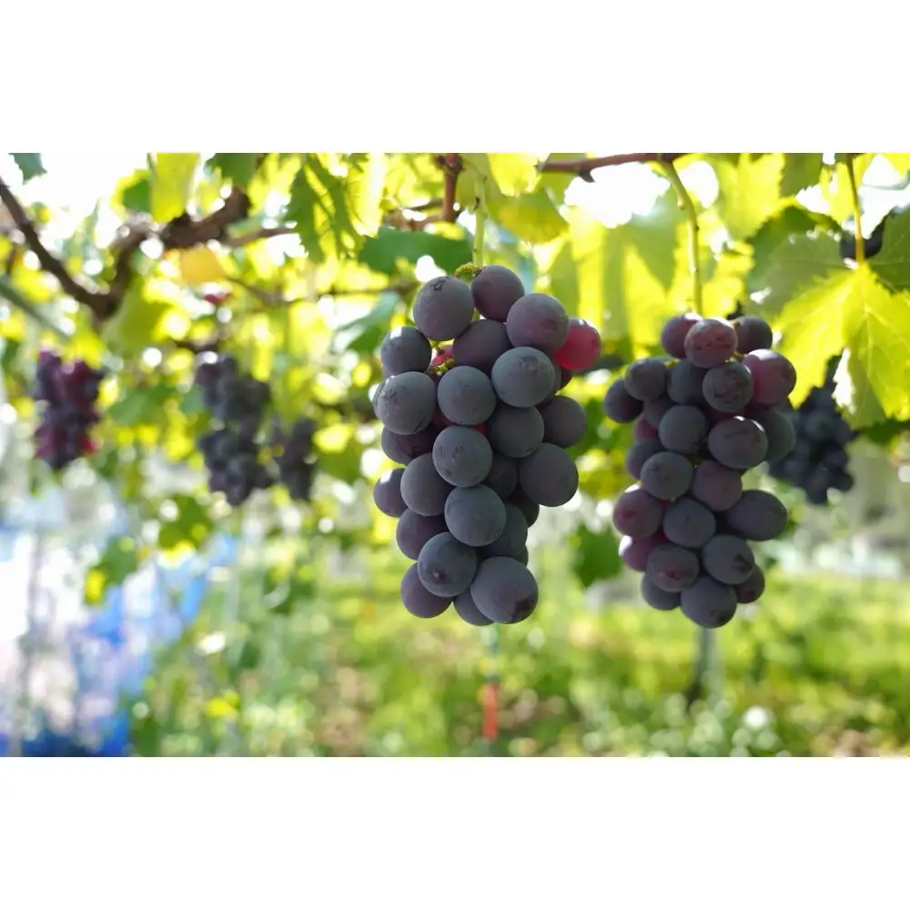 【2026年8月以降順次発送】福岡市産巨峰2000g 5房前後【北海道・沖縄・離島発送不可】