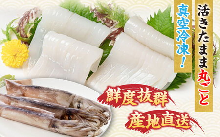 【全2回定期便】旬のイカ刺身1kg前後《壱岐市》【馬渡水産】イカ いか 烏賊 剣先 アオリ あおり スルメ するめ 刺身 刺し身 お刺身 海鮮 魚貝 冷凍配送 産地直送[JAQ030]