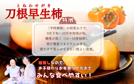 採れたてタネなし柿“Mサイズ” 約7.5kg【2026年10月中旬〜10月下旬頃発送予定】【G-art042】