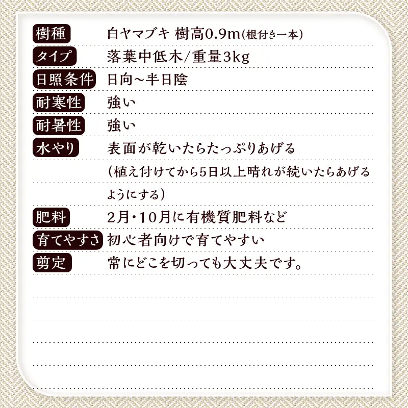 植木　白ヤマブキ　0.9ｍ