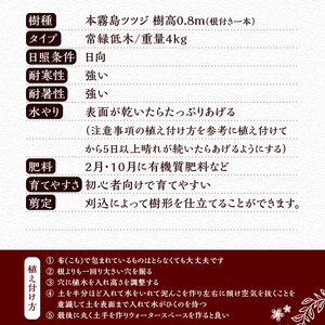 植木　本霧島ツツジ（赤）　0.8ｍ