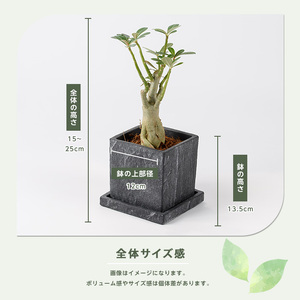 2026年5月中旬～発送【観葉植物】アデニウム・オベスム15cm～25cm (Green Base/IB003-053) 南国鹿児島県で育った 観葉植物！植物 鉢付 インテリア 室内 オフィス おしゃれ プレゼント ギフト 開店祝い 移転祝い ※北海道・沖縄・離島配送不可