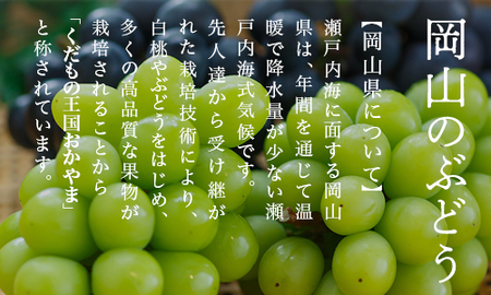 XX-3【令和8年発送・先行予約】岡山県産　シャインマスカット（1房480g以上・約2kg・晴王）4房