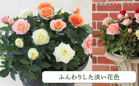 産地直送 ミニバラ トロフィーカップ（小） ふんわり（淡いMIX） [11月～4月 お届け] 品種 おまかせ のため 訳あり 訳アリ 四季咲き ミニバラ 花 ガーデニング 生産量 日本一 天皇杯 鉢植 ※沖縄 離島配送不可 薔薇 セントラルローズ [mt1901] 40000円 4万
