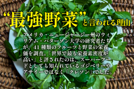 【注目のスーパーフード】天然クレソンパウダー 100g（国産 天然 粉末 パウダー 美容 野菜）