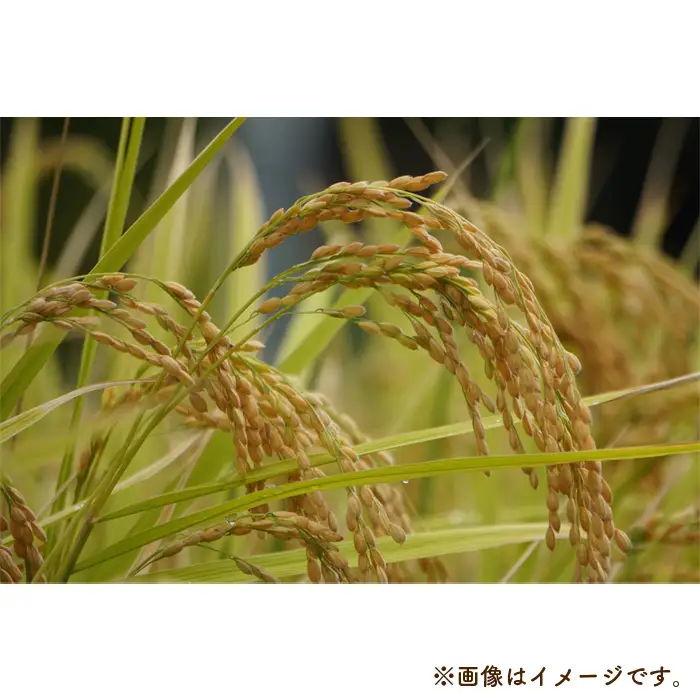 福島県桑折町産こしひかり「銀しゃり」　5kg ／ 令和7年 新米 米 お米 こめ コメ 精米 白米 ご飯 国産米 5キロ コシヒカリ こしひかり 甘み 粘り 香り ツヤ おすすめ 人気 おいしい お取り寄せ 産地直送 産直 桑折町産 睦合産 福島県産 特産 福島県 No.254