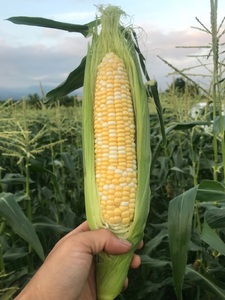 甲州屋厳選 高原とうもろこし A級品 約2.5kg（5～8本）【2026年発送】B-141