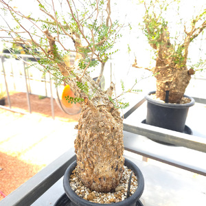 オペルクリカリア・パキプス「塊根植物の王様」(発根管理済) Z9｜観葉植物 コーデックス [0595]