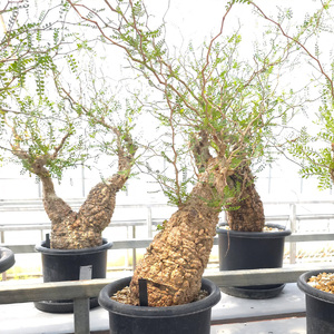 オペルクリカリア・パキプス「塊根植物の王様」(発根管理済) Z11｜観葉植物 コーデックス [0597]