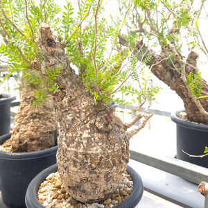 オペルクリカリア・パキプス「塊根植物の王様」(発根管理済) Z12｜観葉植物 コーデックス [0598]