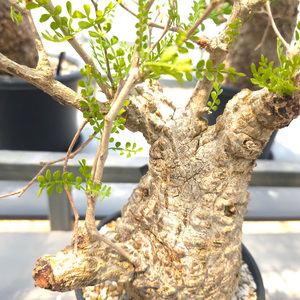 オペルクリカリア・パキプス「塊根植物の王様」(発根管理済) Z13｜観葉植物 コーデックス [0599]