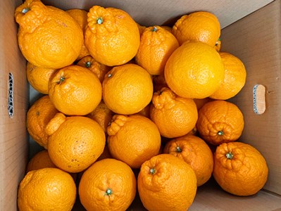 【ご家庭用訳有り】紀州有田産不知火(しらぬひ) 約8.5kg