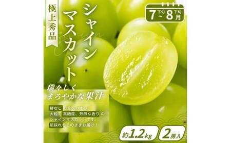 【フルーツ定期便・全3回】品質に自信あり！くしがきの里から直送　桃・シャインマスカット・まりひめを季節ごとにお届け! / 定期便 桃 もも シャインマスカット マスカット いちご イチゴ 苺 果物 フルーツ 3回【kgr530-ku3】