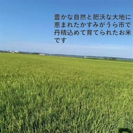 【毎月定期便】茨城県かすみがうら市産　精米　コシヒカリ5kg全6回【4076523】