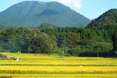 令和７年島根県産つや姫10㎏（5㎏×2袋）【令和7年産 お米 つや姫 10kg ツヤヒメ 2025年産 米 おこめ こめ 島根県産】