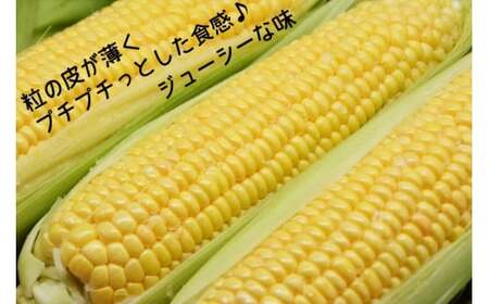 【期間限定発送】 朝採り 即出荷 甘くてプチプチ ゴールドラッシュ 10本 ／ 野菜 とうもろこし トウモロコシ 新鮮 産地直送 しゃんと畑 山梨県 中央市【2026年6月上旬～7月上旬発送予定】
