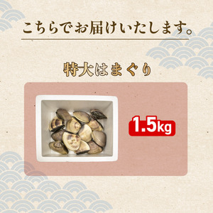活はまぐり 約1.5kg (100-140gサイズ) はまぐり 蛤