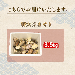 活 はまぐり 約3.5kg (100-140gサイズ) はまぐり 蛤