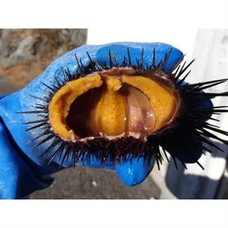 三陸小本産生ウニ　150g瓶入り【配送不可地域：離島・沖縄県・九州】【1681366】