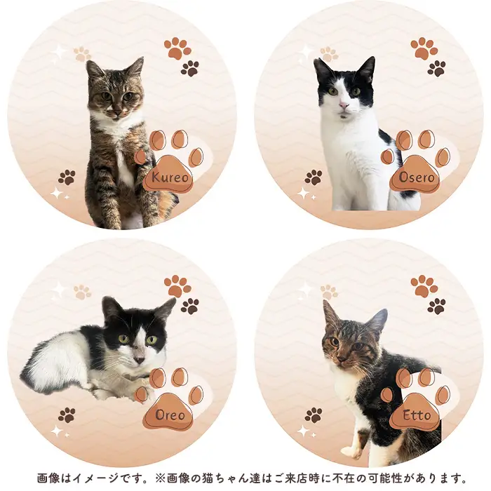 猫ルーム1時間利用チケット1枚 ／ hinacafe 猫カフェ 保護猫 遊び 触れ合い 写真撮影 まったり 癒し 山口県 No.200