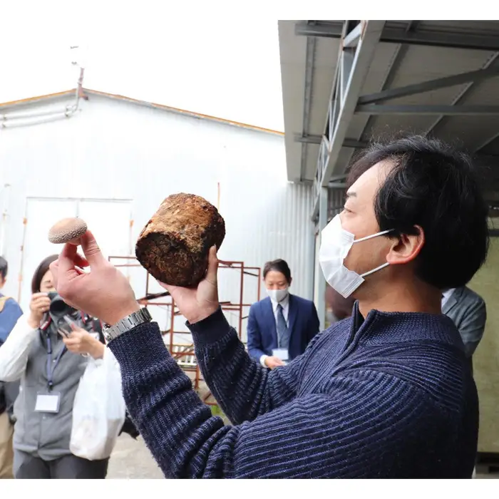 高地の綺麗な水と空気で育まれた「きのこ栽培工場見学と収穫体験」 ／ 施設見学 しいたけ狩り 肉厚 キノコ 山口県 No.168