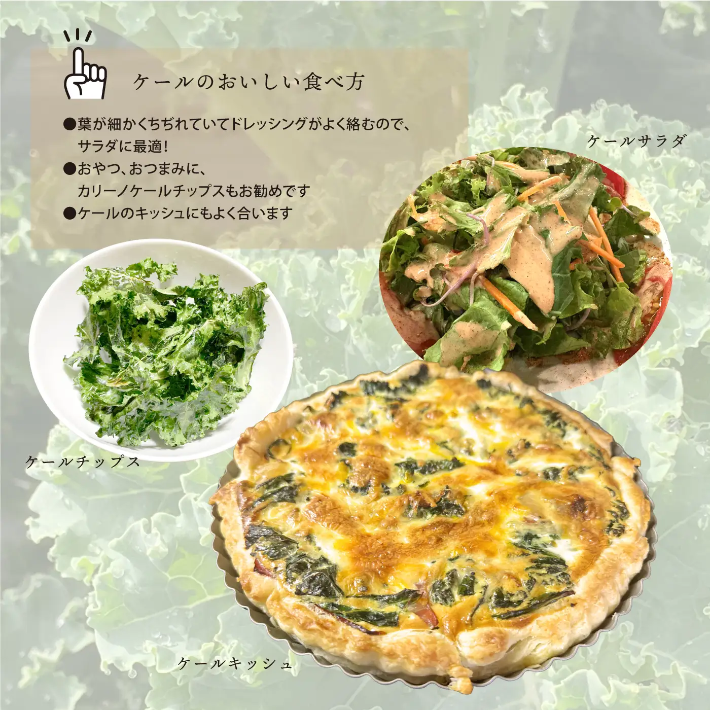 カリーノケール1kg　6月よりお届け