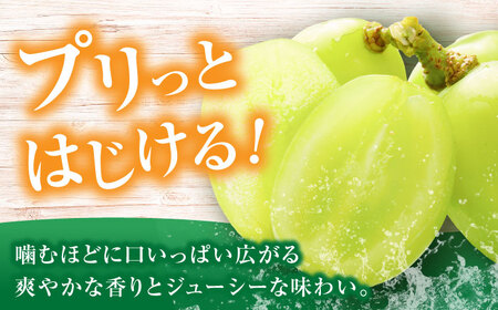 【2026年8月中旬より順次発送】新鮮シャインマスカット 1.2kg（2-3房）[VEL001]