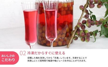 冷凍パープルクィーン 400g / 紀州南高梅 南高梅 青梅 梅 ウメ うめしごと 紀州 梅酒 梅ジュース 梅シロップ 和歌山県 田辺市 【kng029】