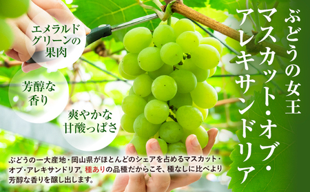 【先行予約】岡山県産 ぶどう マスカット・オブ・アレキサンドリア 600g 株式会社 はちや《8月下旬-9月下旬頃出荷》【配送不可地域あり】