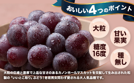 【先行予約】岡山県産 ご家庭用 ニューピオーネ詰合せ 計800g 株式会社はちや《8月下旬-9月下旬頃出荷》送料無料【配送不可地域あり】