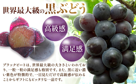 【先行予約】岡山県産 ぶどう ブラックビート 600g 1房 株式会社 はちや《8月上旬-9月上旬頃出荷》【配送不可地域あり】