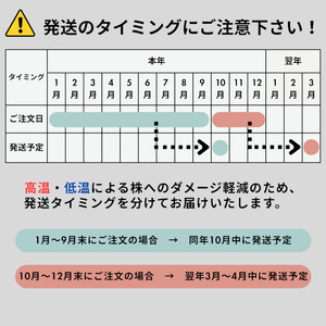 レア品種 ビカクシダ板付（ランダムセレクト）