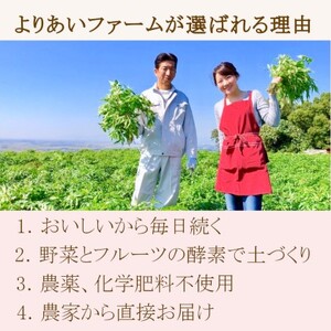 ★希少★日本山人参（葉と茎の粉末） 2袋 飲料類 お茶 野菜/人参 