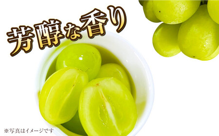 岡山県産 マスカットオブアレキサンドリア 約1kg（500g×2房） 【2026年8月下旬～9月下旬迄発送予定】 果物 くだもの フルーツ ぶどう ブドウ 葡萄 マスカット