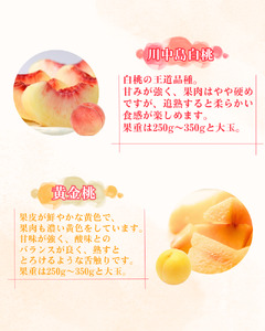 【2026年8月順次発送】平泉町産桃 約2.5kg (7～10玉) おどろき【dma501-od】