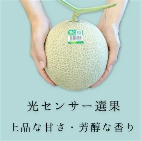 糖度13度以上!茨城県産 アールスメロン 2玉入り【先行受付　2026年9月上旬以降順次発送】【配送不可地域：離島・北海道・沖縄県・中国・四国・九州】【1686252】