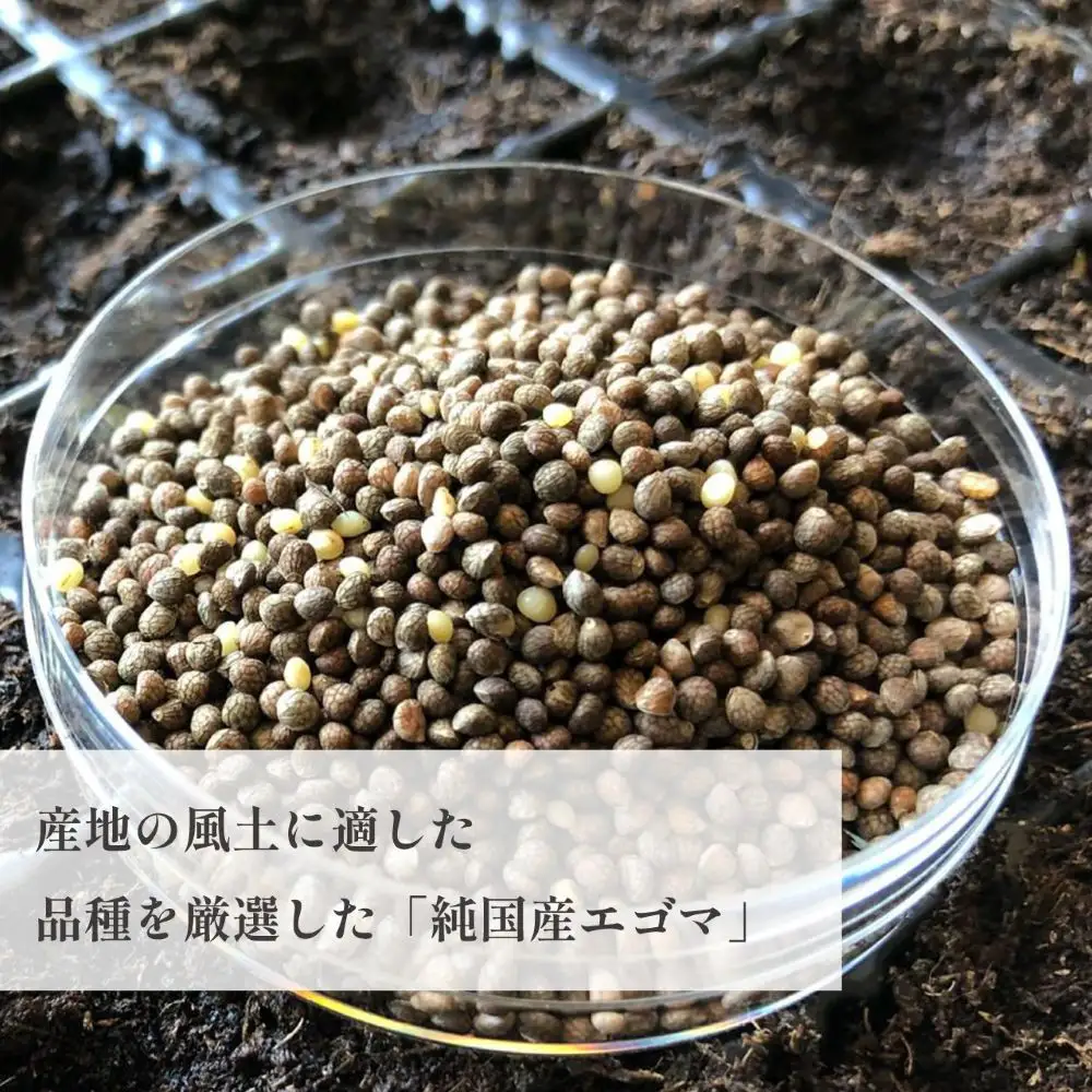 タネから開発した国産エゴマ油100g×3本　毎日のオメガ3脂肪酸摂取に