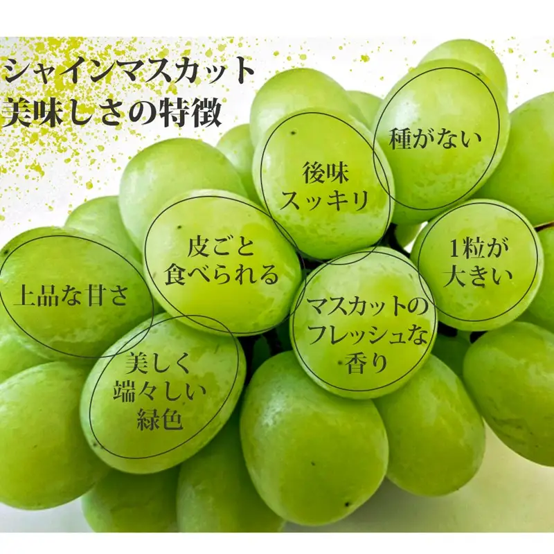 シャインマスカット4-6房(約2kg)＜2026年8月中旬から発送開始分先行予約＞【B6-028】