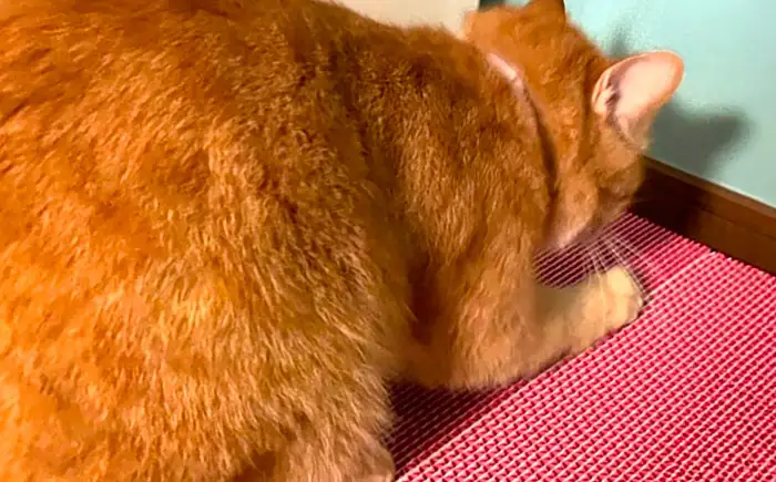ペット カラフルな猫の爪とぎ 4個入り ペット BLBL002
