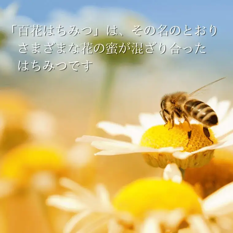 信州特産！！「国産純粋　天然 百花はちみつ」250ｇ｜ハチミツ 蜂蜜 [YY-102-01]