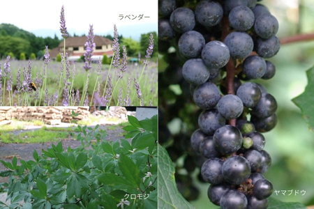 【 マツリカサボン 】 ひるぜんの石けん ミニ3種セット / オーガニック せっけん 自然素材 石鹸 岡山 真庭 蒜山 肌にやさしい 手作り 無添加 ハーブ ラベンダー クロモジ ヤマブドウ ミニギフト 贈り物 ミニサイズ お試し MATSURIKA SAVON (MATSU-11) 【savon001-01】
