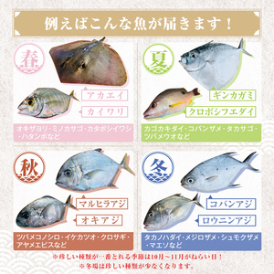 【B78001】ロコフィッシュ 地魚 下処理済 鮮魚 ボックス 約4～5kg 発泡スチロール包装 鮮魚BOX 【昌徳丸】