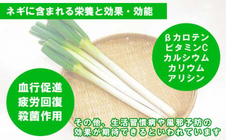 熊本県あさぎり町産　白ねぎ「球磨美人」Mサイズ×40本　お届け時期：2026年8月下旬より順次発送　【白葱／白ネギ／長ねぎ／長葱／長ネギ】
