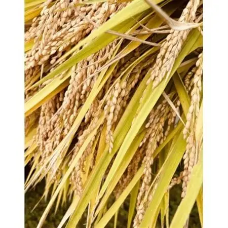 【令和7年産】【特別栽培米】栽培期間中 農薬化学肥料5割減　つや姫　玄米30kg【1686968】