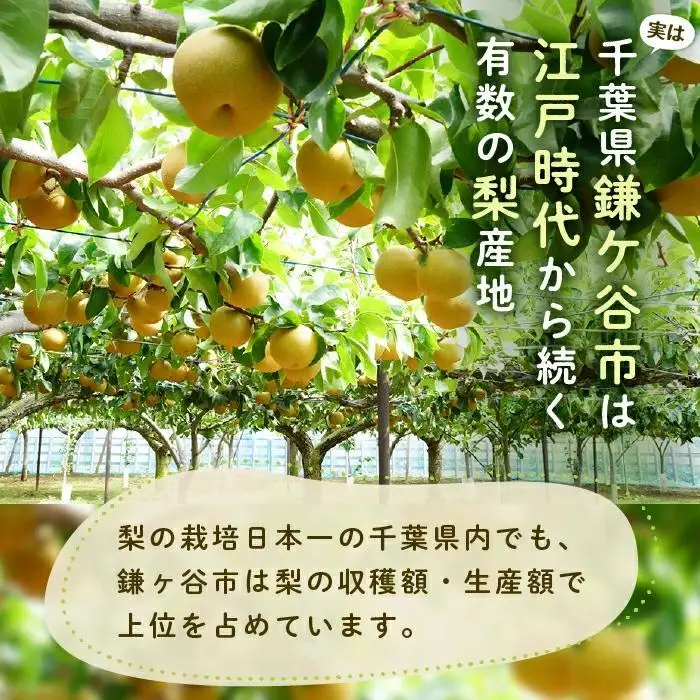 ※先行受付※【新高3kg】かまがや育ちの完熟梨（梨業組合）