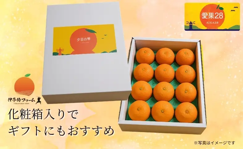 【2026年先行予約】みかん 愛果28号 贈答用 L～2L 12～15玉 紅まどんなと同一品種 【2026年12月から順次発送】 数量限定 柑橘 人気 伊予侍ファーム 愛媛 伊予市｜C138