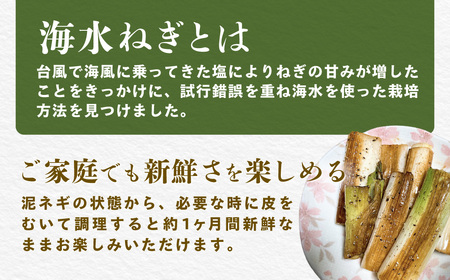 【先行予約】【山武市限定栽培】泥ネギでドドンと配送！ミネラル豊富で甘みたっぷりの「海水ネギ」７kg以上 / 地元の道の駅オライはすぬまで大人気の農家から直送! 【発送期間：2026年12月から2027年2月】SMCV002