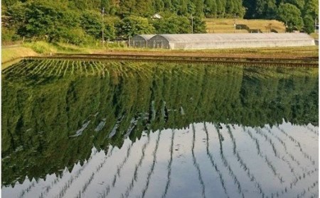 【予約受付】令和8年産・新米 ミルキークイーン 5kg 令和8年産 南小国産 新米 米 白米 玄米 玄米対応 お米 ご飯 ごはん 冷めてもおいしい ASO小国ファーム 熊本 南小国町 送料無料